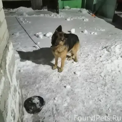Пропал Рекс, деревня Кромы