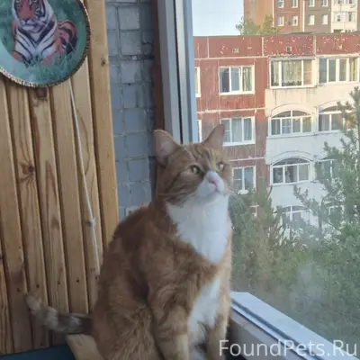 Пропал кот, улица Рощинская