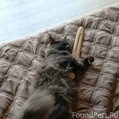 Пропал кот, район первой школы