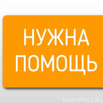Пропала кошка, Вахруши