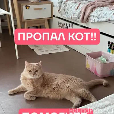 Пропал породистый кот Персик, СНТ «Надежда»