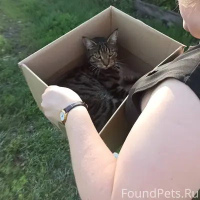 Найден кот, 5 микрорайон