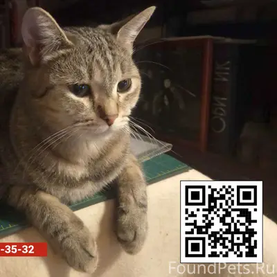 Пропала кошка Вика