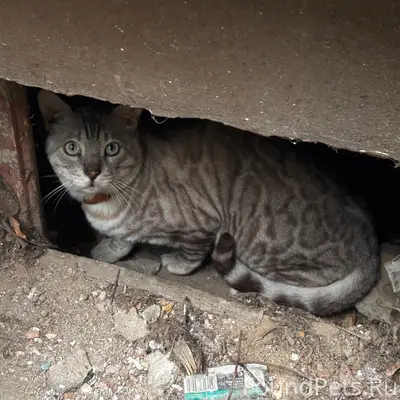 Найден бенгальский кот, Советский район