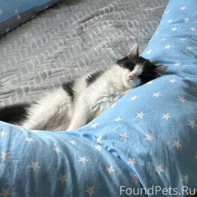 Пропал котёнок, Эмеково, Молодежная ул.