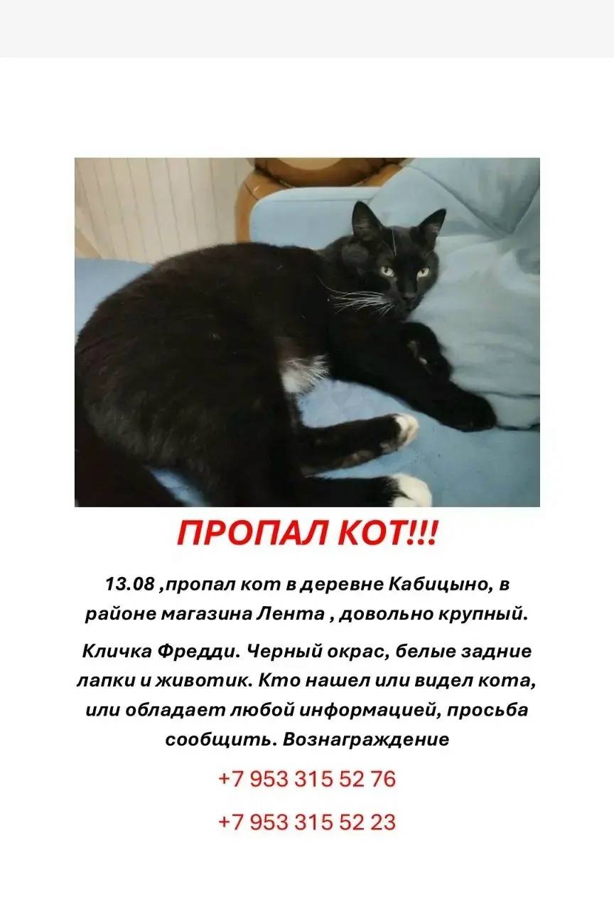 Пропал чёрно-белый кот, Обнинск