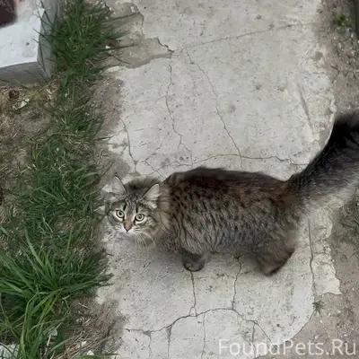 Пропала кошка Буся, р-п. Ближне-Песочная