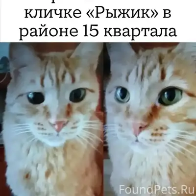 Пропал кот Рыжик, Тольятти