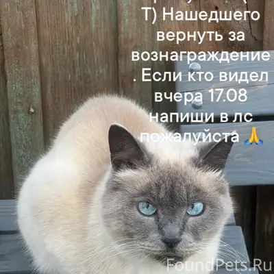 Пропал кот, с. Черемуховка