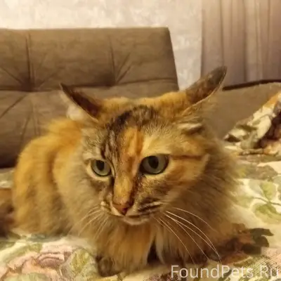 Пропала кошка, район девятой столовой