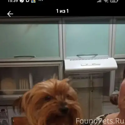 Пропала собака