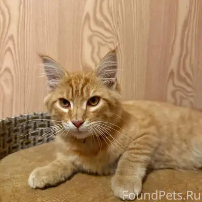 Пропал рыжий кот, район улиц Спортивная, Школьная