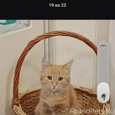 Котик Масяня проавл по ул.Уральская 19к4...13 июля..Последний раз видели около дома в день падения с балкона.Подходили к нему две женщины Возможно взяли на педержку