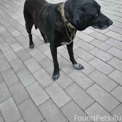 Найден пёс, Симферополь, район ул. Куйбышева