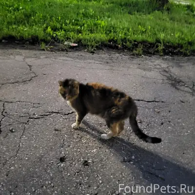 Найдена кошка, Ленинский район