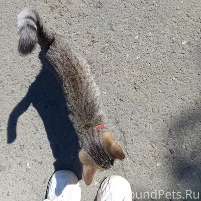 Пропал котёнок Пушок, Монолит