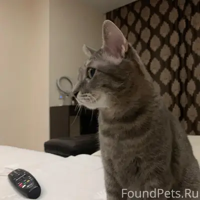 Пропала кошка Мышка, Островского 4