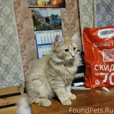 Пропал кот, деревня Новое