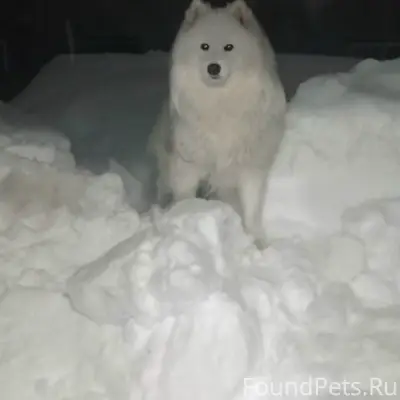 Пропала собака Феня, район Штап