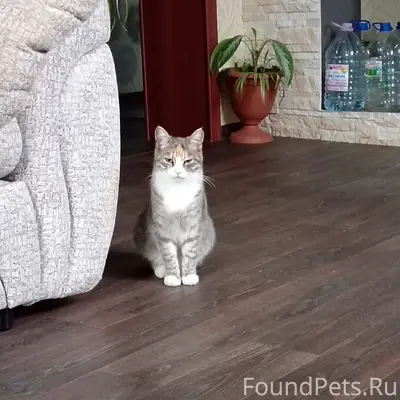 Пропала кошка, район старого автовокзала