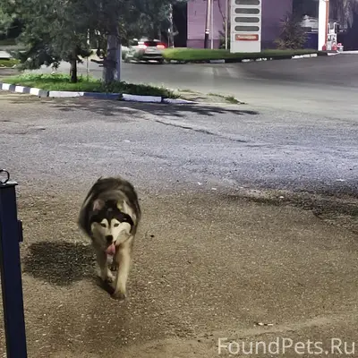 Найден хаски, район ск Мордовия