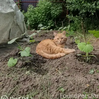 Пропал кот, Иваново, район ул. Суворова