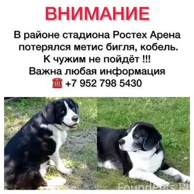 Пропал пёс