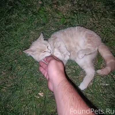 Пропал кот Малой, ул. Космонавтов