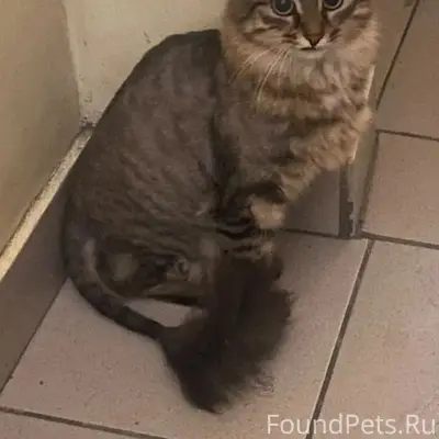 Найдена кошка, Октябрьский район