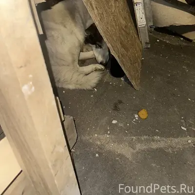 Замечена собака