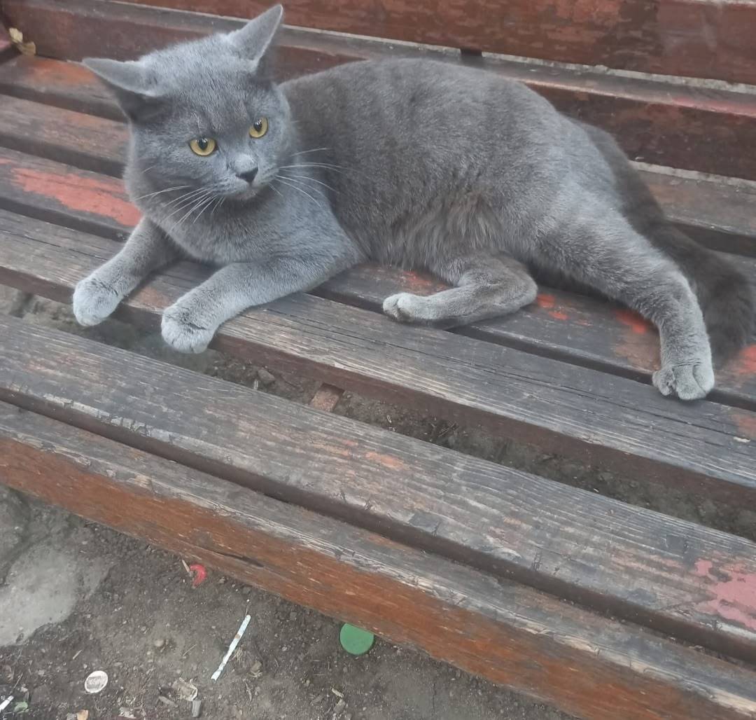 Найден котик, похож на британца, Чусовская