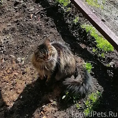 Пропал котик