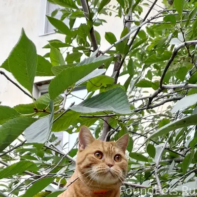 Пропал кот, Перекоп, Комсомольская площадь