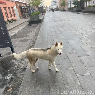 Найден хаски, хромота, Нижний Новгород