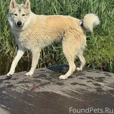 Пропал кабель лайка Лайка