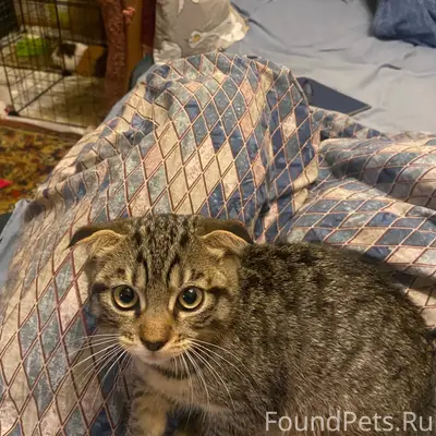 Найдена кошка, место не указано