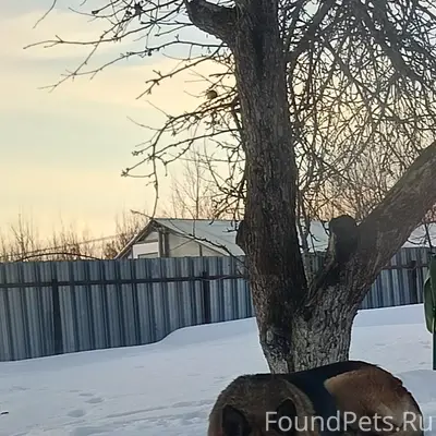 Пропала немецкая овчарка Багира