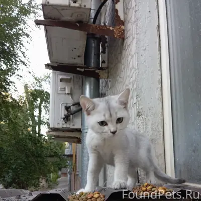 Найден котёнок подросток, Ростов-на-Дону