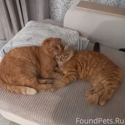 Пропал кот, Урицкого,14