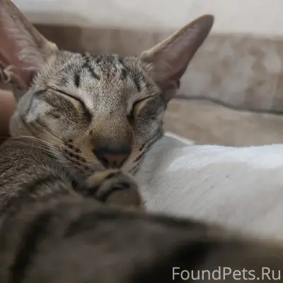 Пропала кошка, район нлмк