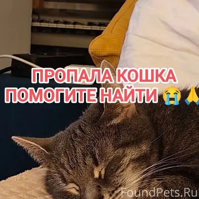 Пропала кошка Маркиза, Южное Бутово