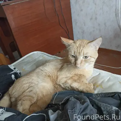Пропал кот Барсик, Куратова 26