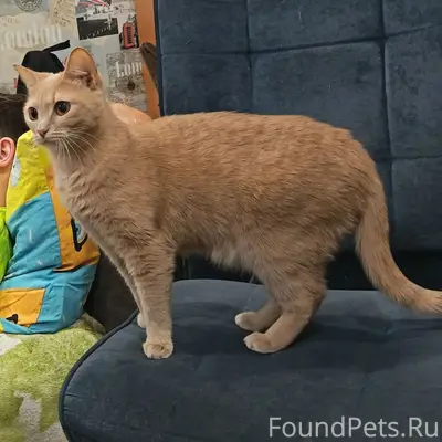 Пропала кошка Зефирка, рабочий проспект