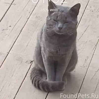 Пропал кот Тимон