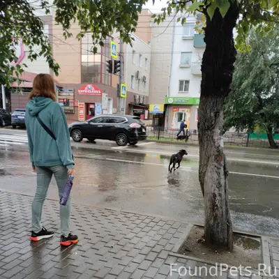 Пропал пёс в чёрном ошейнике, улица Ленина
