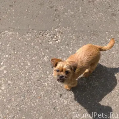Пропала собака Доня, улица Шахтерская