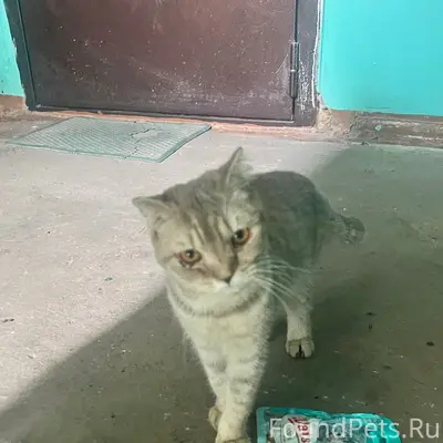 Пропала собака, ул. Раевского