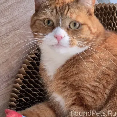 Пропал кот Шафран, Гатчина