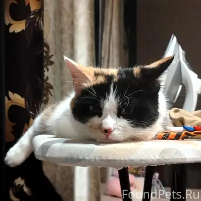 Пропала трёхцветная кошка, улица Софьи Ковалевской