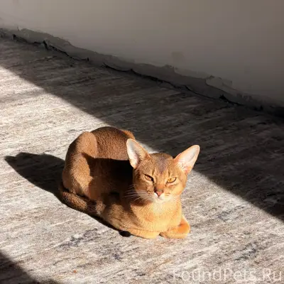 Пропал кот Локи, Струнино